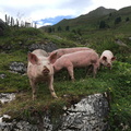 07.08.2018 Schweinereien am Wegesrand